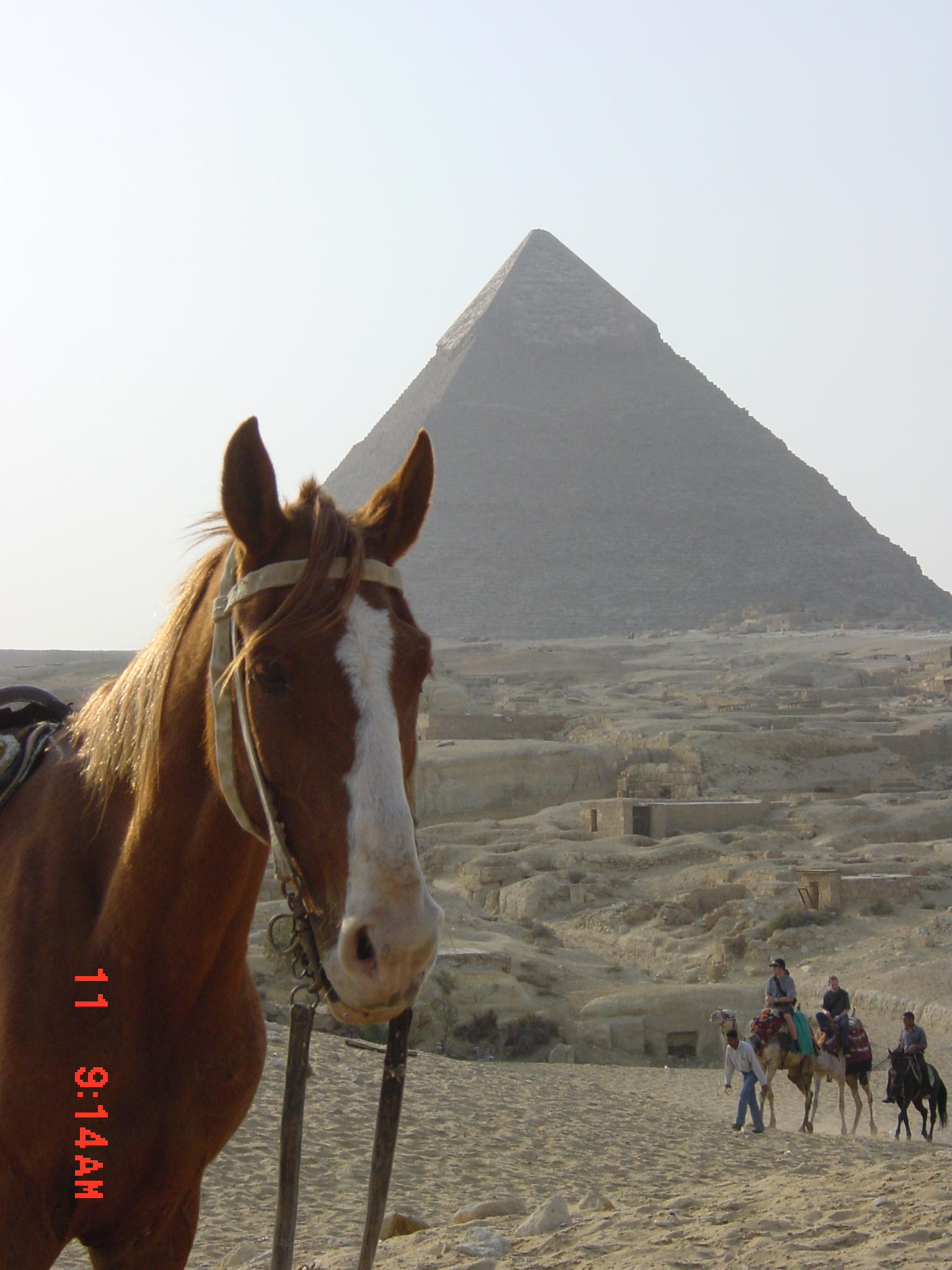 Miles Spencer - Horse at Khufu