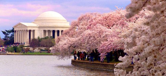 Miles Spencer - DC in Bloom, early morning