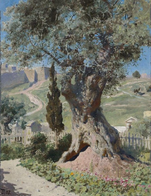 Ancient olive tree Garden of Gethsemane Jerusalem